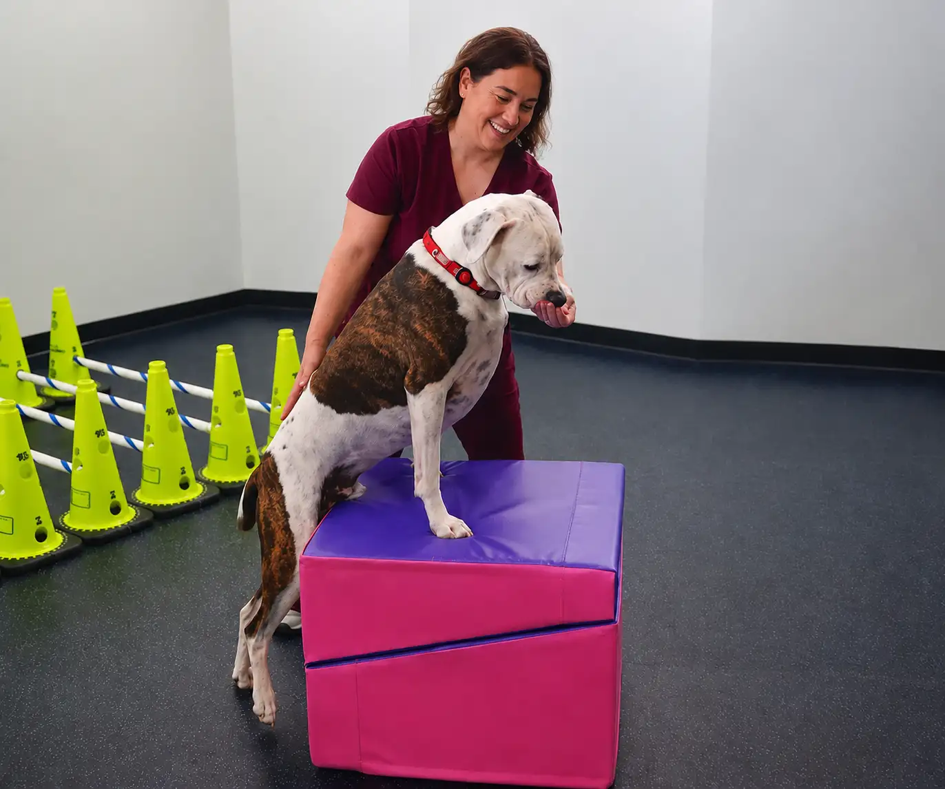 ACE of Paws guided exercise program