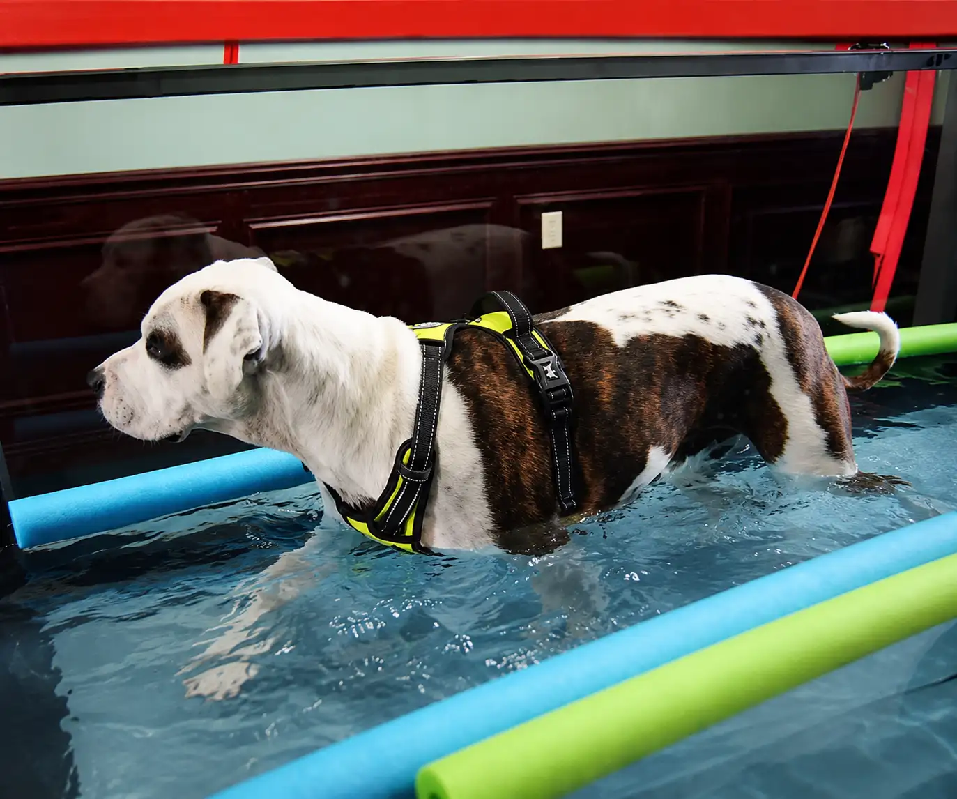 ACE of Paws canine underwater treadmill therapy