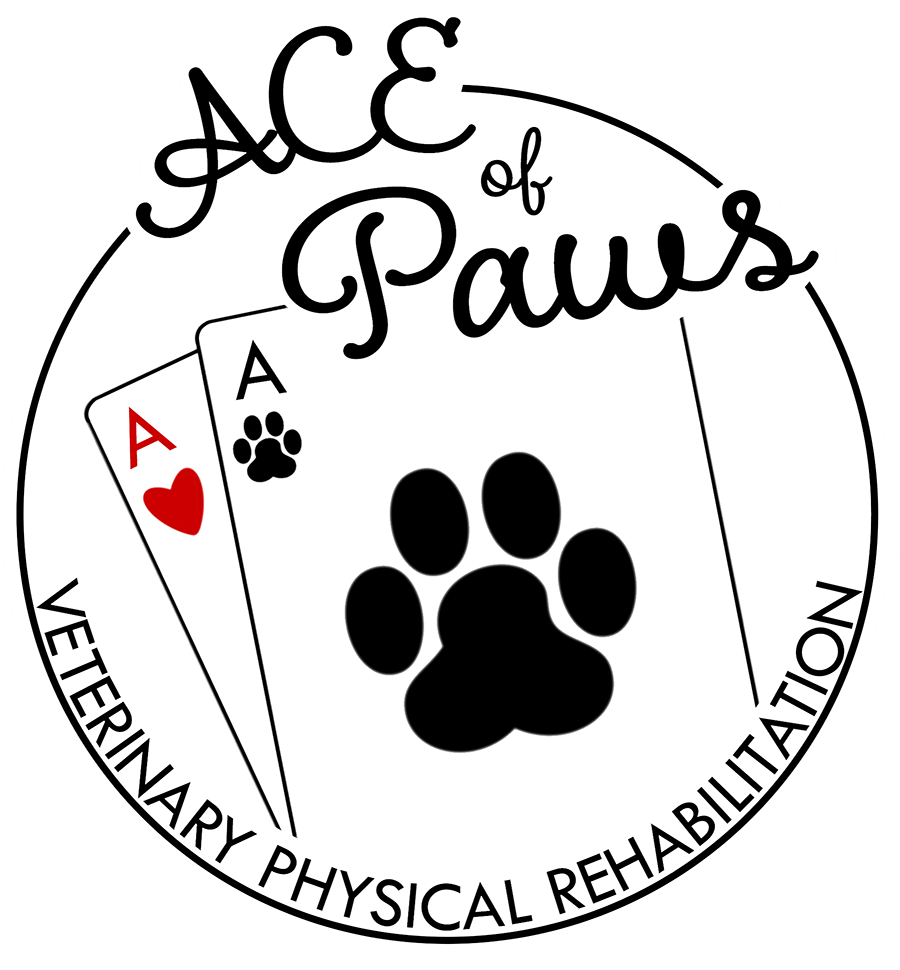 Why you should choose ACE of Paws in Albuquerque, NM